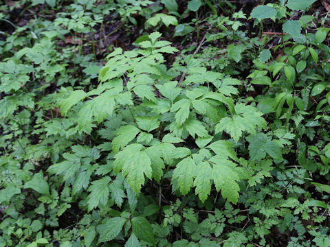 Caulophyllum robustum