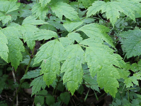 Caulophyllum robustum