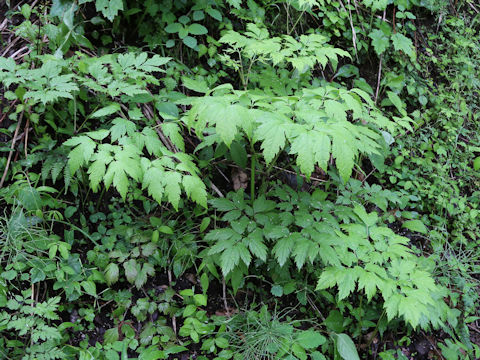 Caulophyllum robustum