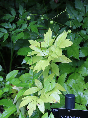 Caulophyllum robustum