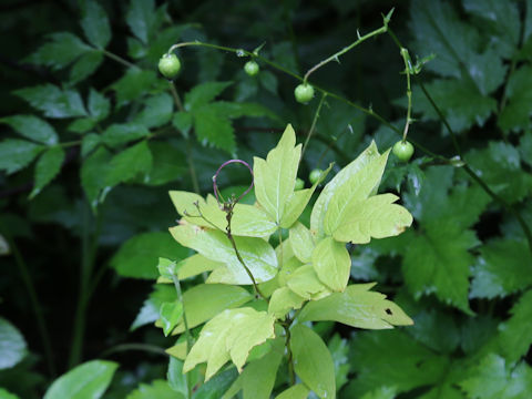 Caulophyllum robustum