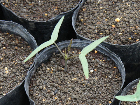 Quamoclit pennata