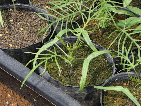 Quamoclit pennata