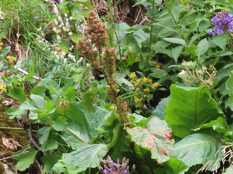 Rumex alpinus