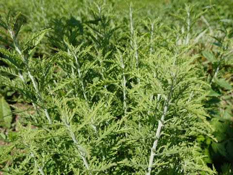 Perovskia atriplicifolia cv. Blue Jean Baby