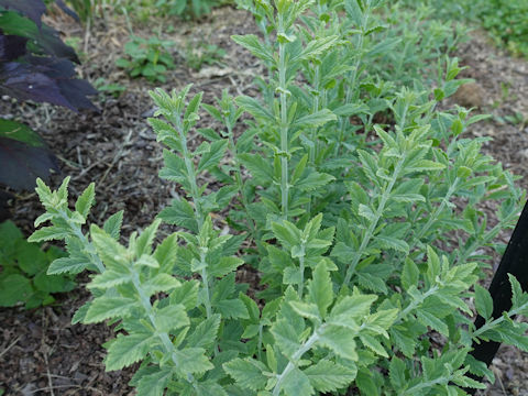 Perovskia atriplicifolia cv. Rocketman