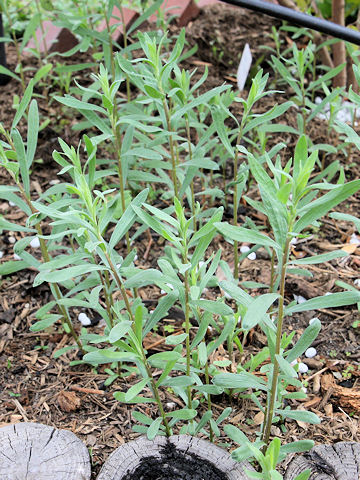 Artemisia dracunculoides