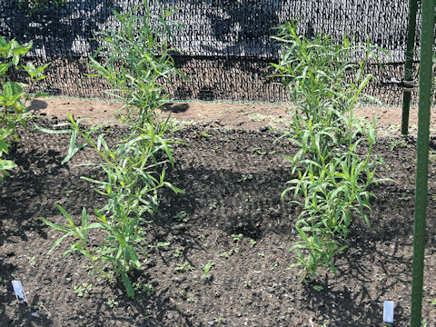 Artemisia dracunculoides