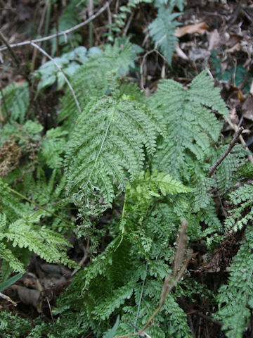 Arachniodes standishii