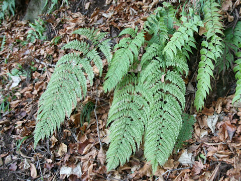 Arachniodes standishii