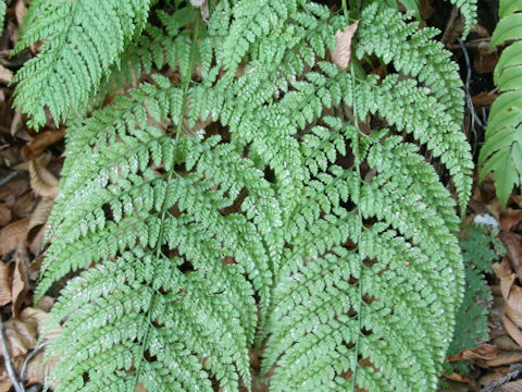 Arachniodes standishii