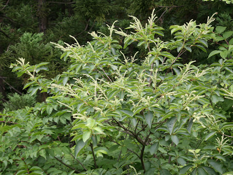 Clethra barbinervis