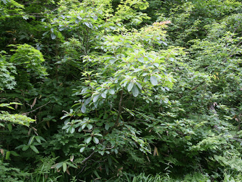 Clethra barbinervis