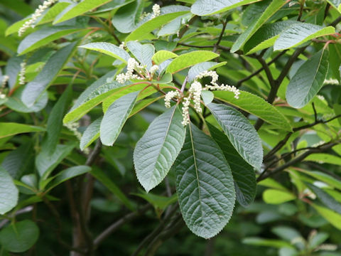 Clethra barbinervis