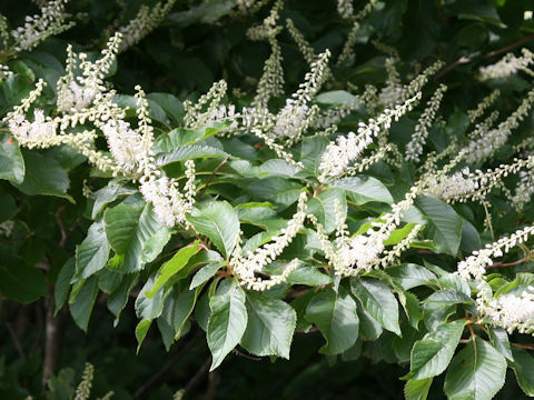 Clethra barbinervis