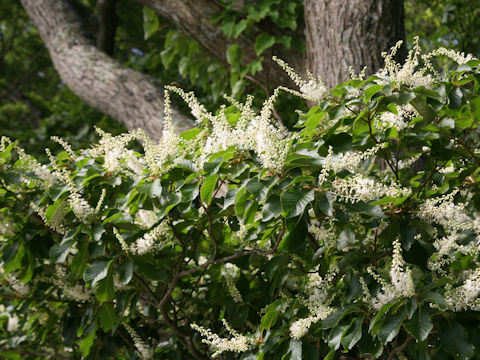 Clethra barbinervis