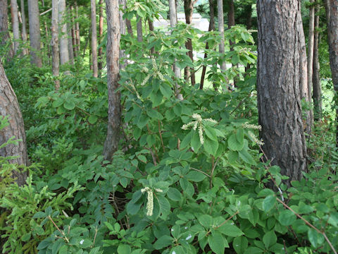 Clethra barbinervis