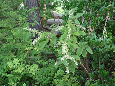 Clethra barbinervis