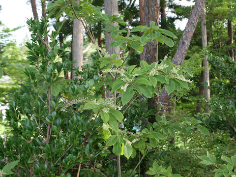 Clethra barbinervis