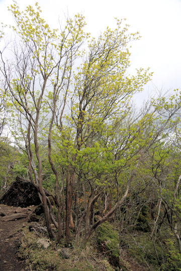 Clethra barbinervis