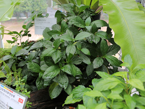 Strobilanthes cusia