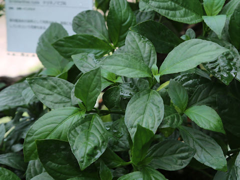 Strobilanthes cusia