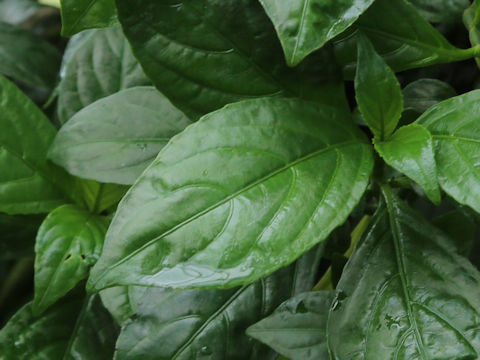 Strobilanthes cusia
