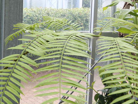Angiopteris lygodiifolia