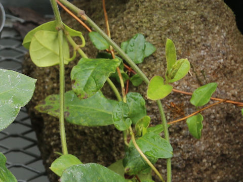 Cynanchum liukiuense