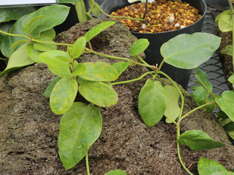 Cynanchum liukiuense
