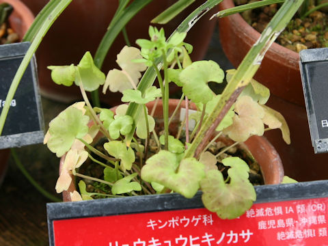 Ranunculus ternatus var. lutchuensis