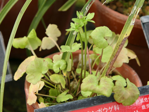 Ranunculus ternatus var. lutchuensis