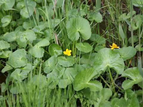 Caltha palustris var. nipponica