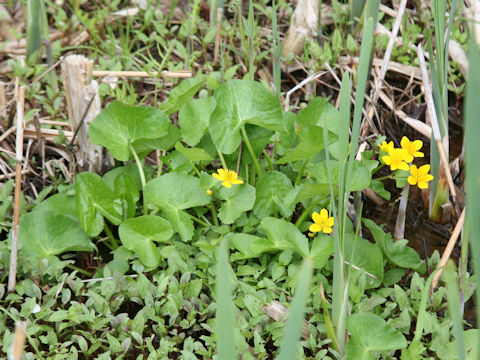 Caltha palustris var. nipponica