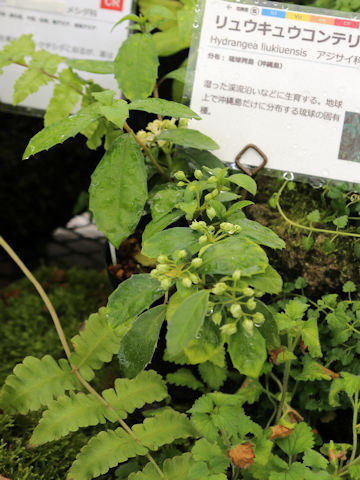 Hydrangea liukiuensis