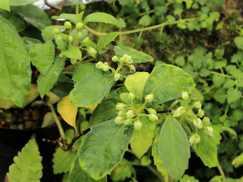 Hydrangea liukiuensis