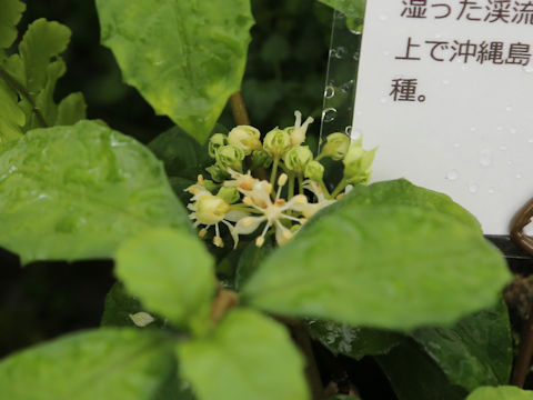Hydrangea liukiuensis