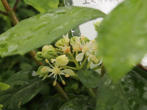Hydrangea liukiuensis
