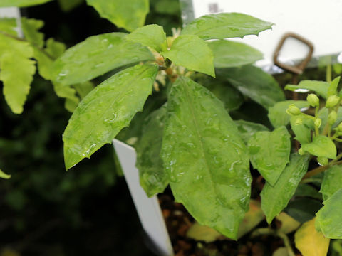 Hydrangea liukiuensis