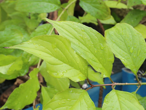 Rhamnus liukiuensis