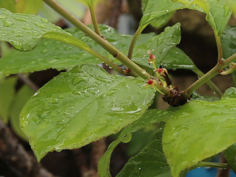 Rhamnus liukiuensis