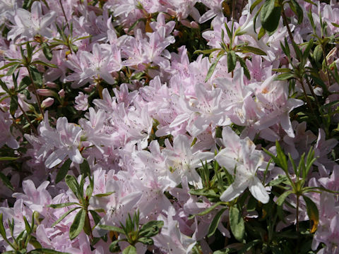 Rhododendron x mucronatum