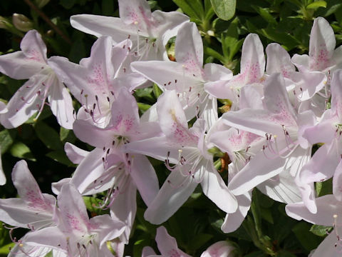 Rhododendron x mucronatum