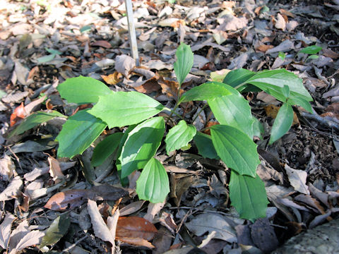 Farfugium japonicum var. luchuense