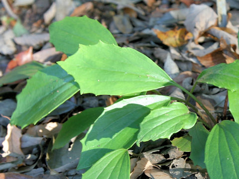 Farfugium japonicum var. luchuense