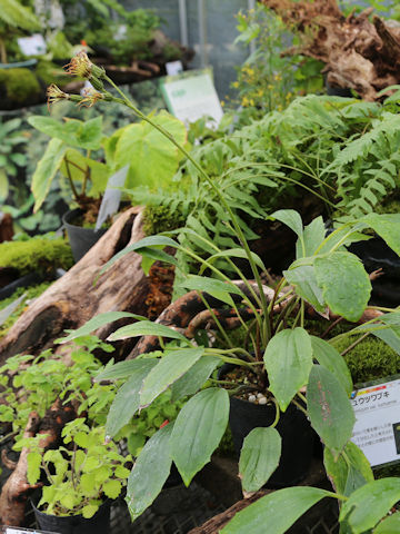 Farfugium japonicum var. luchuense