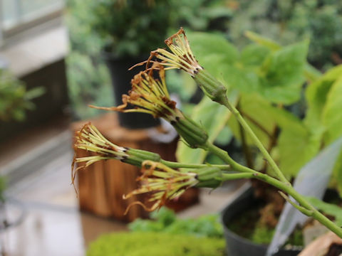 Farfugium japonicum var. luchuense