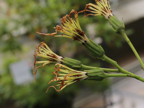 Farfugium japonicum var. luchuense