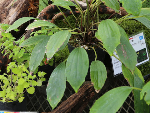 Farfugium japonicum var. luchuense
