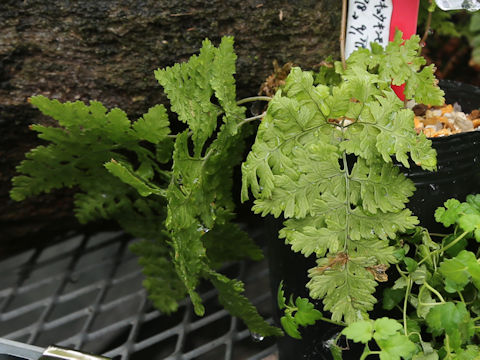 Hypodematium fordii